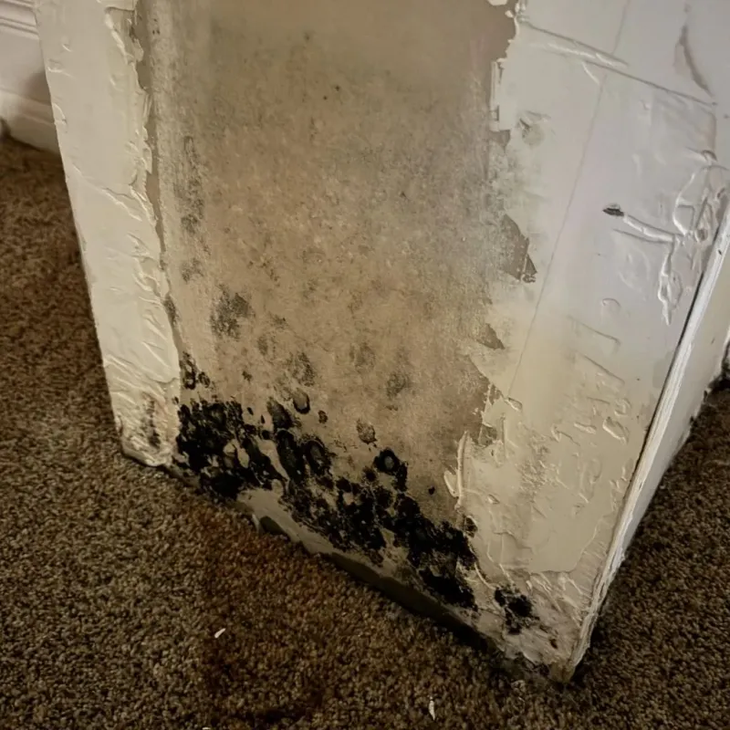 Professional Mold Removal in Effingham, IL